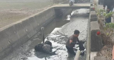 彰化伸港鴕鳥大逃亡2隻巨鳥街頭狂奔，1隻落泥淖待救。（圖 ／翻攝畫面）