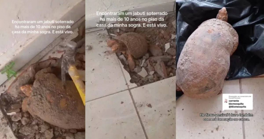 拍攝者威爾森．科埃略在TikTok上發布救援過程，這隻陸龜被發現在巴西托坎廷斯州Itacajá一戶人家的地板下，推估已困於密閉空間中長達10年仍奇蹟生還。圖／翻攝自Tik Tok ，Wilson Coelho）