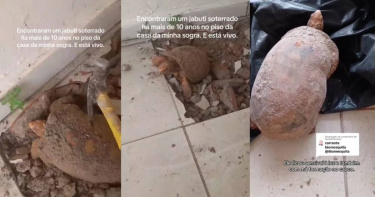 拍攝者威爾森．科埃略在TikTok上發布救援過程，這隻陸龜被發現在巴西托坎廷斯州Itacajá一戶人家的地板下，推估已困於密閉空間中長達10年仍奇蹟生還。圖／翻攝自Tik Tok ，Wilson Coelho）