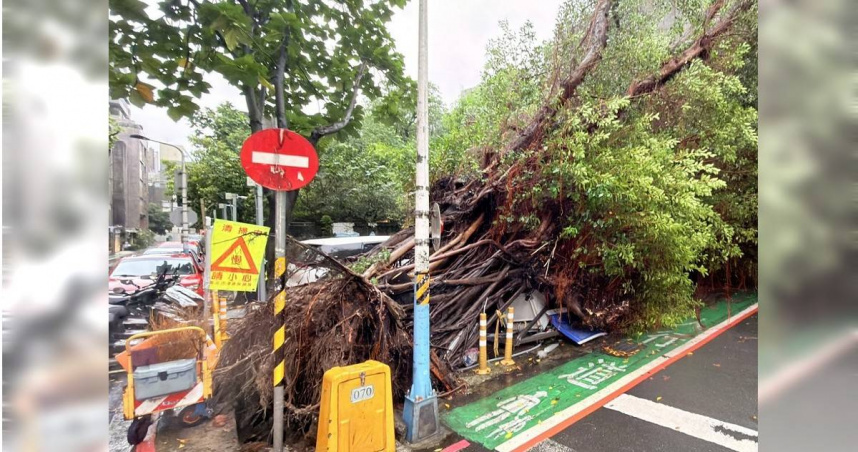 快訊／北市大安區停車場路樹倒塌　4輛轎車慘被壓
