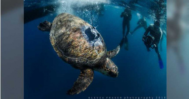 受傷被水族館收養20年 赤蠵龜回歸海洋「游4萬公里」返鄉