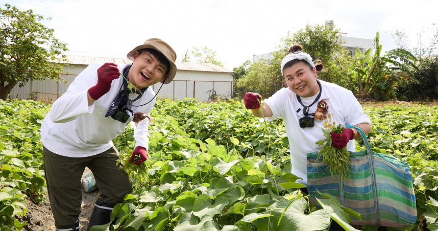 許富凱（左起）、林美秀在花蓮吉安鄉接獲龍鬚菜採收任務。（圖／三立提供）