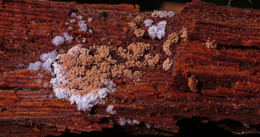 （示意圖／pixabay）