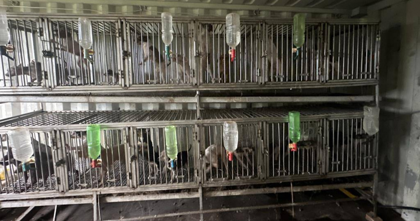 桃園市政府動物保護處於28日查獲大溪區康莊路上1處非法繁殖犬場。(圖／翻攝畫面)