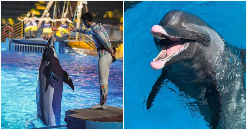 海洋公園招「首席摸魚官」，月薪12萬。（圖／翻攝照片）