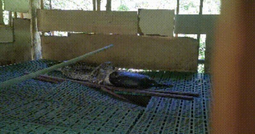 大陸廣東肇慶一處農場出現一條長300公分巨蟒活吞15公斤重的羊，被撞見想逃跑還把羊完整吐出來。（圖／翻攝自微博）