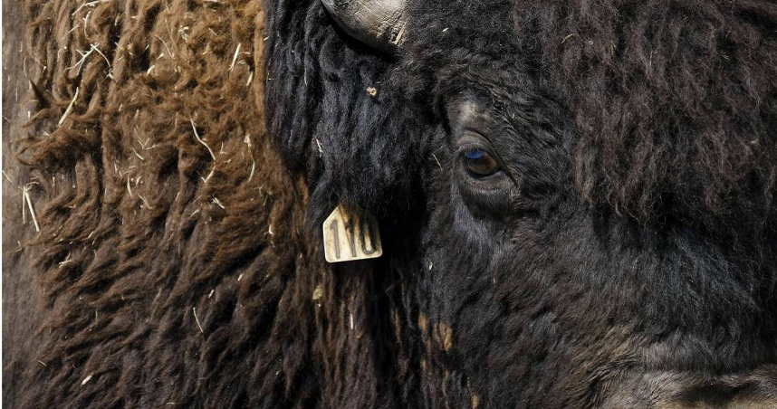 黃石公園有3500到 6000隻野牛。（圖／達志／美聯社）