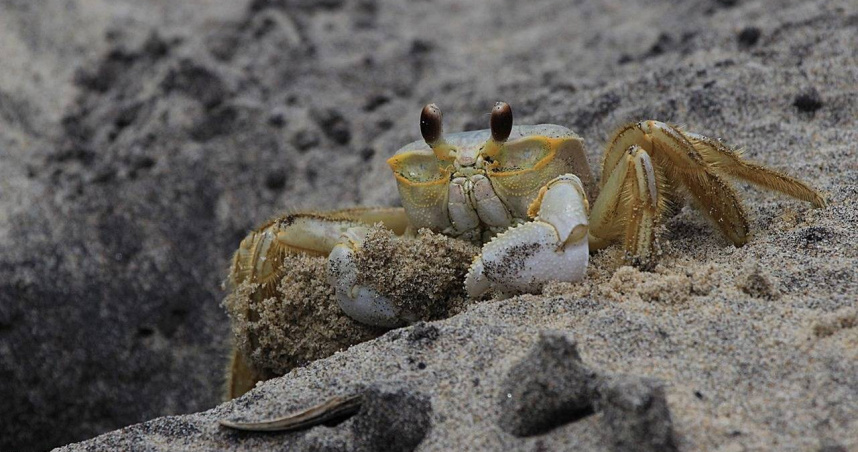 老伯僅因處理青蟹被刺傷手指，9天內即不幸病逝，醫師警告創傷弧菌進展比颱風還快。（示意圖／Pixabay）