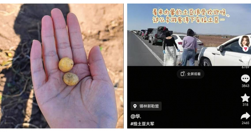 內蒙古多倫縣國道旁湧現撿土豆人潮，自駕車輛停滿路邊，形成另類秋收奇景。（圖／翻攝自極目新聞）