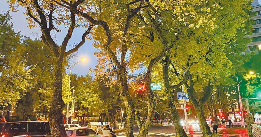 台北市政府因應《森林法》新增受保護樹木規定，修正「台北市樹木保護自治條例」，議會法規會22日審查，對尚未進入認定程序前的樹木修法，如遇緊急情況，主管機關得依職權列為暫定受保護樹木，但因定義不夠明確暫擱，要求市府修正後再送審。（圖／中國時報張珈瑄攝）