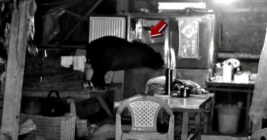 黑熊打開冰箱翻找。（圖／東森新聞）