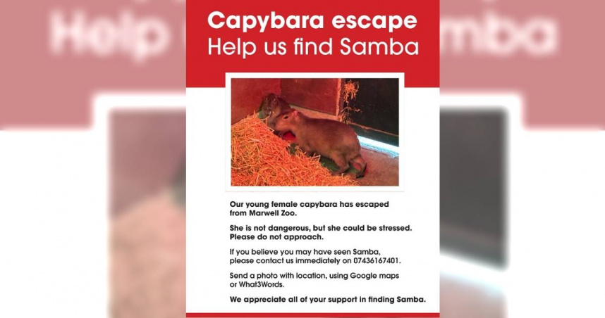 英國一間動物園有2隻水豚搬到園內不到24小時，其中1隻逃脫，園方發公告急尋。（圖／翻攝自臉書／Marwell Wildlife）