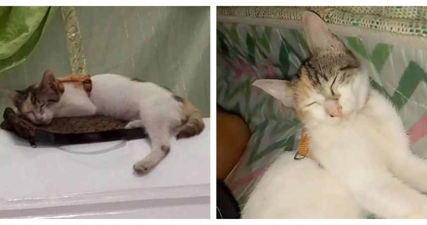 梅梅在女主人臥病期間經常守在床邊陪伴，主人離世後，牠更在守靈時反覆跳上棺木，遲遲不願離開。（圖／翻攝自TikTok，LEO愛，下同）