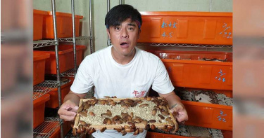 竇智孔大啖蟑螂先引糞3天 細心呵護幫忙「小強」產檢