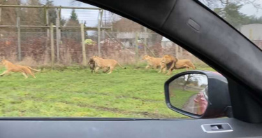 誤闖獅子園區!獼猴遭「分屍咬爛」淒厲慘叫 遊客目睹嚇傻:永遠忘不了
