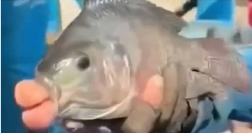 釣客捕獲一條「撅嘴魚」。（圖／翻攝畫面）