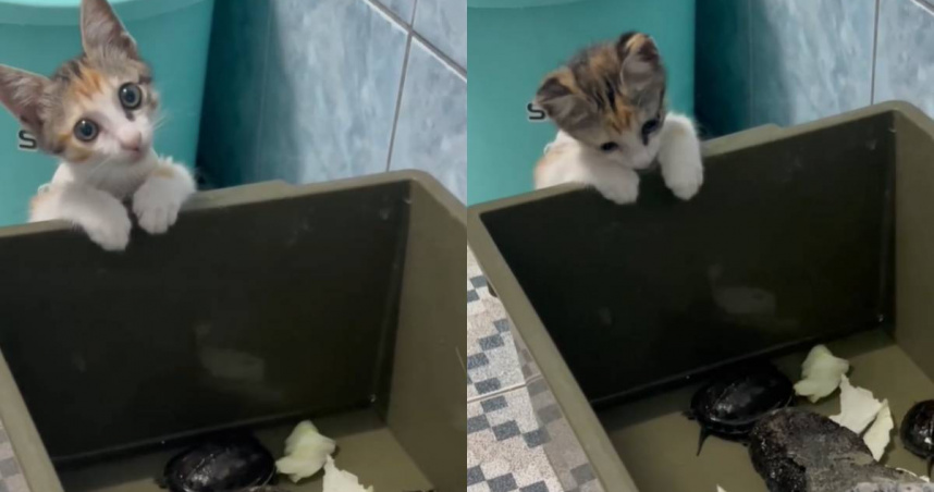 小三花貓對烏龜情有獨鍾，整晚一直盯著烏龜池，還不時歪頭賣萌。（圖／翻攝自Threads）