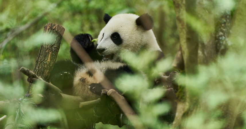《熊貓月寶》熊貓超萌真實演出，沒有任何CG特效。（圖／壹壹喜喜電影提供）