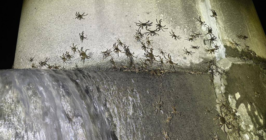 新店溪再迎生態喜訊，毛蟹大軍一年3訪碧潭堰。（圖／報系資料照）