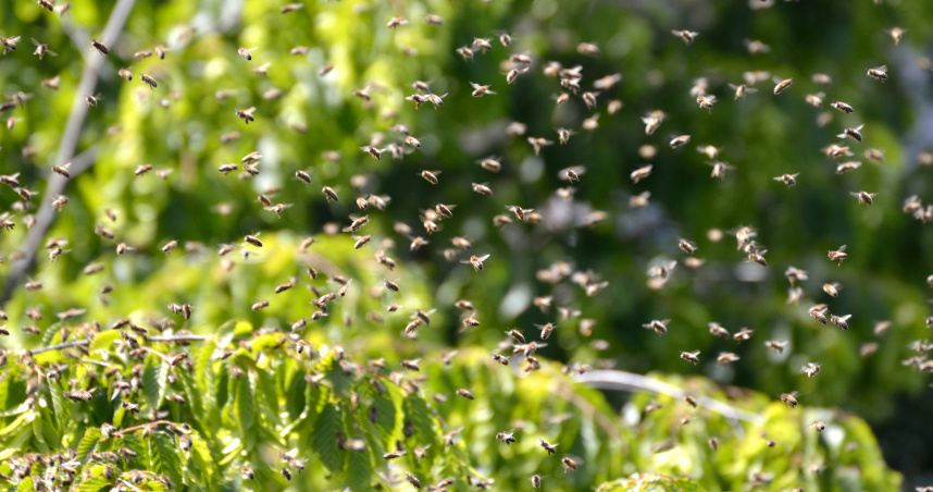 坪林7名遊客遭蜂群攻擊，警消緊急搶救送醫。（示意圖／unsplash）