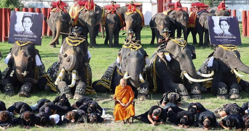 泰國大城府九頭象身披黑白布料、背負詩麗吉王太后肖像，齊聚皇家象場默哀鞠躬，場面莊嚴感人。（圖／翻攝自KhaoSod）