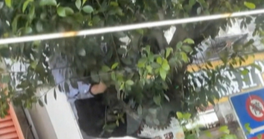 司機不在駕駛座上，他一轉頭，看到司機竟然是爬到樹上「折樹枝」。（圖／Threads）