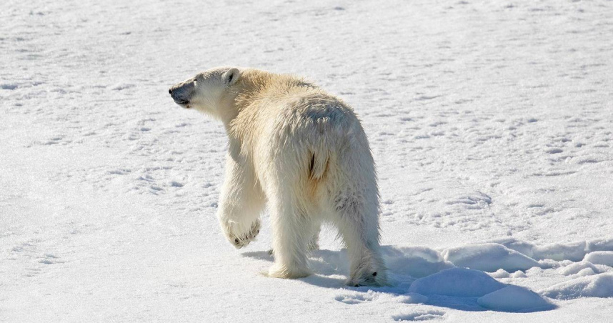 研究顯示，格陵蘭東南部的北極熊DNA正出現快速變化，可能是面對氣候變遷的生存機制。（圖／Pixabay）
