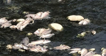 台中東大溪魚群集體暴斃 疑不肖人士深夜偷倒廢棄物