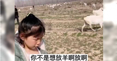拒寫作業想放羊 「7歲女被媽帶去牧場」崩潰:我數不完