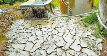 芒果都是空包彈!疑缺水影響 農民抽水都是爛泥沙