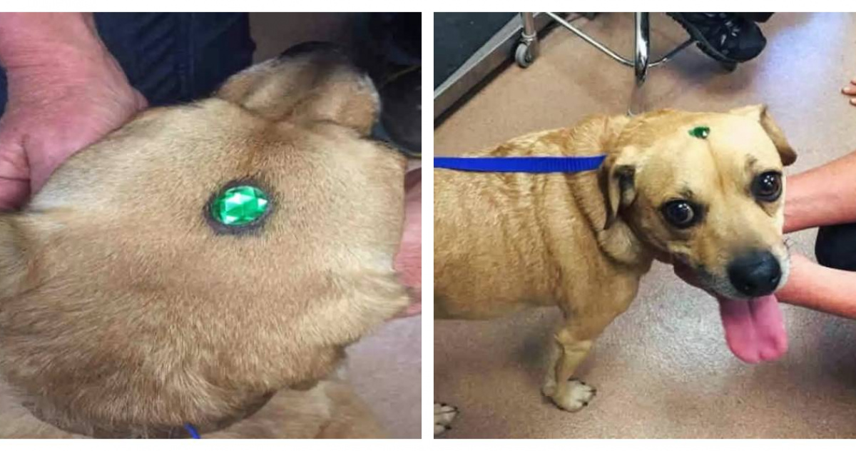 Rescue Dogs Peanut Butter and Jelly Their Inspiring Journey to Find a Forever Home Archyde