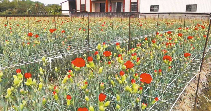 彰化縣田尾鄉生產的康乃馨占全國8成以上，但因育苗期受氣候影響損失約3成，農民種下後又有損失，今年產量減少，預期價格會持續上揚。（圖／中國時報葉靜美攝）