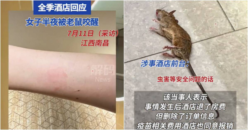 近日有中國網友在網路上爆料，在南昌入住連鎖旅館「全季飯店」，半夜睡覺時卻被手臂上傳來的劇痛驚醒，同時聽見被窩裡傳出窸窸窣窣的聲音，隨後竟然在自己的在枕頭中發現了一隻老鼠，讓她嚇到花容失色。（圖／翻攝微博）