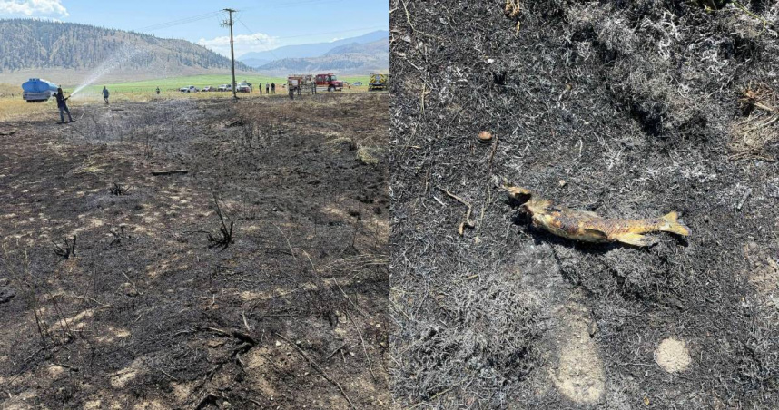 有隻魚鷹將魚丟在輸電線上，造成電線短路起火，將大片乾草燒得焦黑。（圖／翻攝自臉書／Ashcroft Fire Rescue）