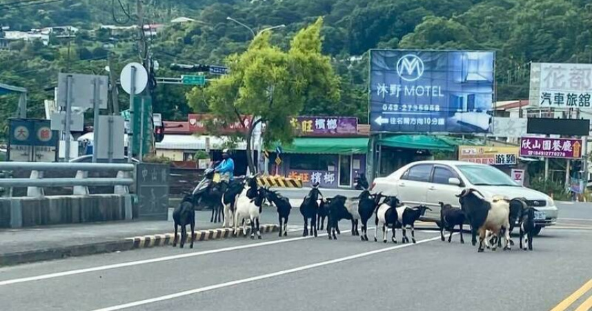 15隻羊擋車道駕駛急煞險釀禍。（圖 ／翻攝畫面）