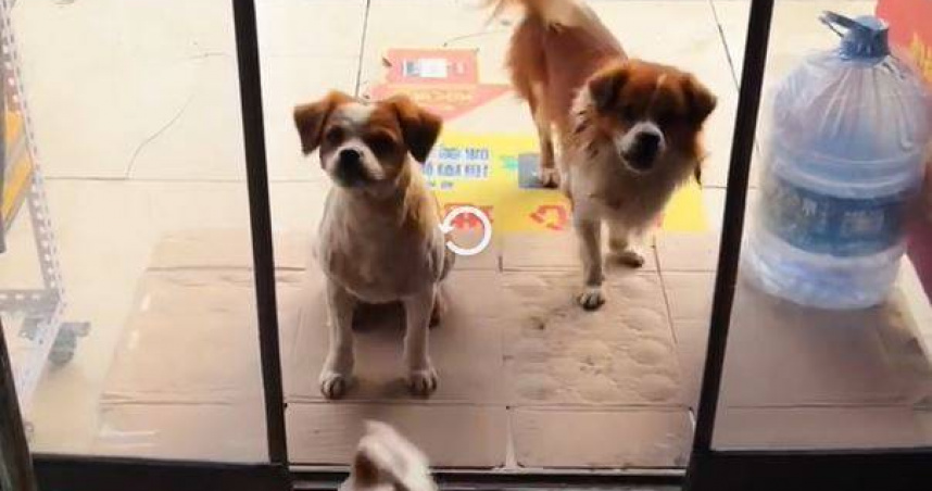 大陸廣東省惠州市1段暖心故事近日在網路上引發熱議。（圖／翻攝自極目新聞）