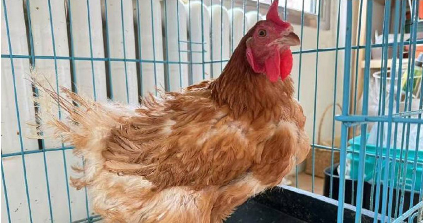 飼主驚訝發現養了三年的母雞，竟逐漸長出雞冠並開始打鳴。（圖／翻攝自微博， 林嶼鹿 ly ）