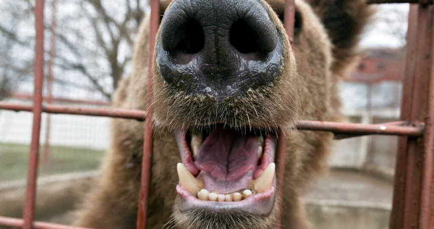 隨著日本各地熊出沒事件頻傳，熊隻獵殺數量暴增，如何處理龐大的熊屍體成為新挑戰。（示意圖／達志／美聯社，下同）