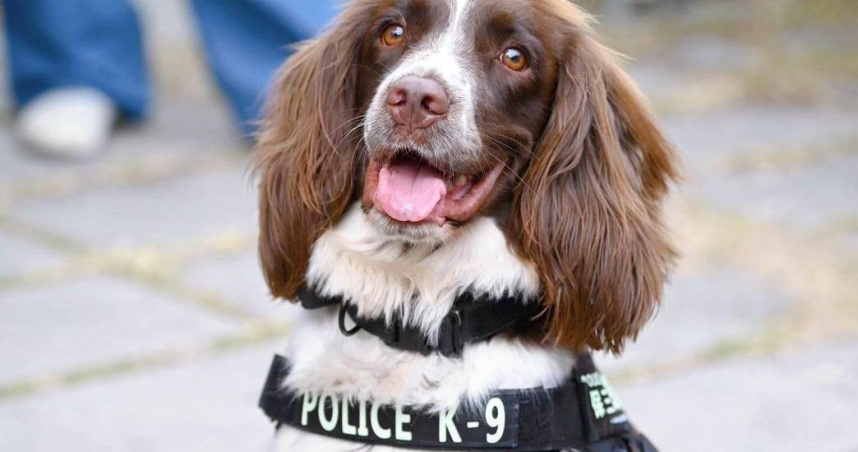 高雄毒販GPS定位「埋包自取」交易　緝毒犬「可樂」助警挖出36萬大麻