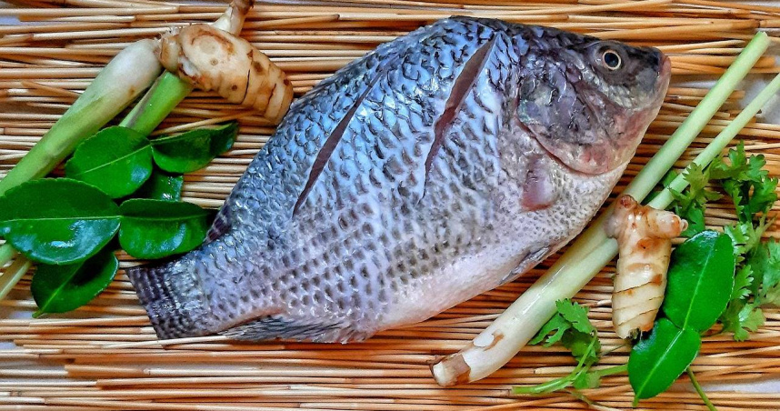 吳郭魚。（示意圖／Pixabay）