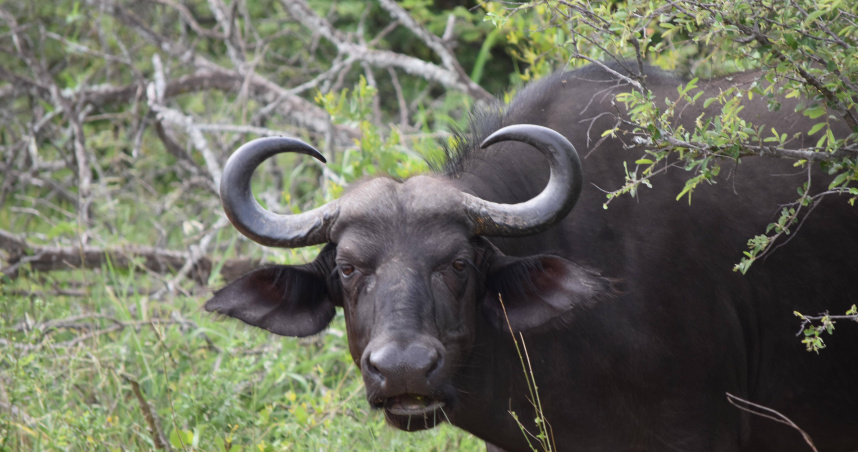 （示意圖非當事動物／Pixabay）