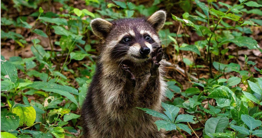 5月1日起，禁止一般家庭飼養浣熊、河口鱷、蝮蛇科及蝙蝠蛇科（眼鏡蛇科）等高危險動物。（示意圖／unsplash）