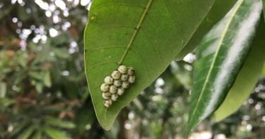 農業部表示，每年3月至5月為荔枝椿象的繁殖與產卵高峰期，其卵多呈14顆整齊排列。（圖／農業部）