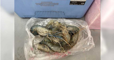 「十足目虹彩病毒」現蹤台灣 農委會急查6縣市養殖場