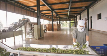 普洱茶投資熱再起 金融界主管:2關鍵要注意