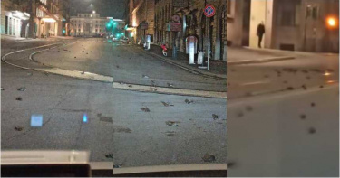 跨年夜不安寧!羅馬街頭出現數百鳥屍 動保團體指控:煙火害的