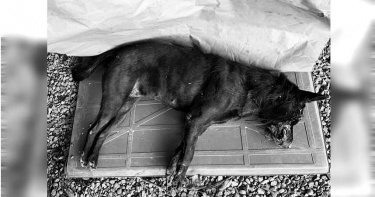 餵7年浪犬慘遭毒殺!愛媽心碎開車撞飛兇嫌 網友氣炸:會有報應的