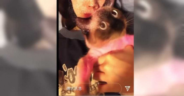正妹女大生把暹羅貓染成「粉紅豹」!友曝超瞎理由 網怒:會有報應