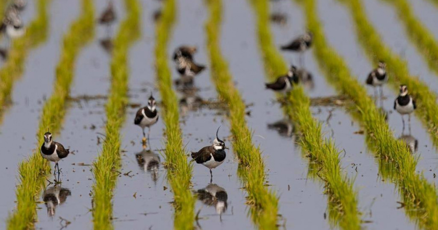 小辮鴴全國普查活動19日在雲林縣水林鄉黃金蝙生態館開跑，普查結果全台共1萬6029隻，其中雲林占1萬3829隻，雙雙刷新紀錄。（圖／吳崇漢提供）