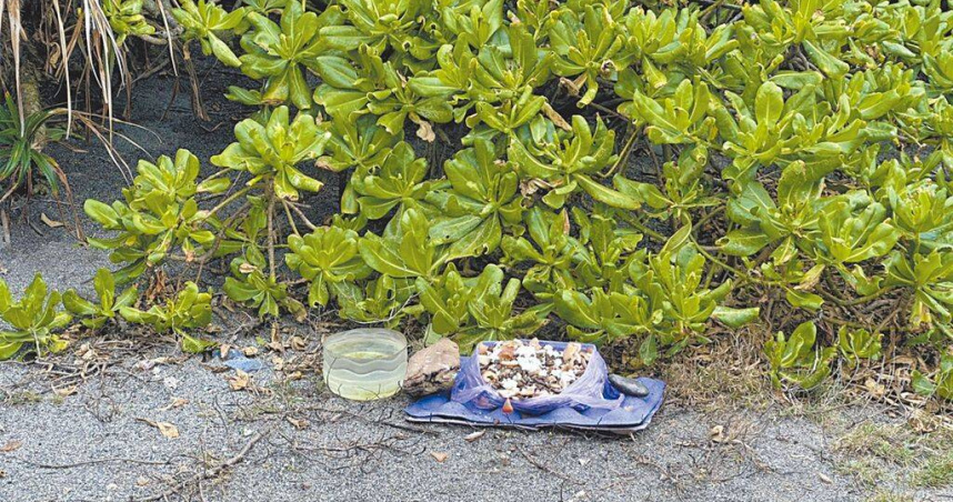 花蓮七星潭風景區是縣內熱門旅遊景點，有民眾在自行車道旁放置食物餵養遊蕩犬隻，不僅破壞環境也可能引發人犬衝突。（圖／中國時報羅亦晽攝）